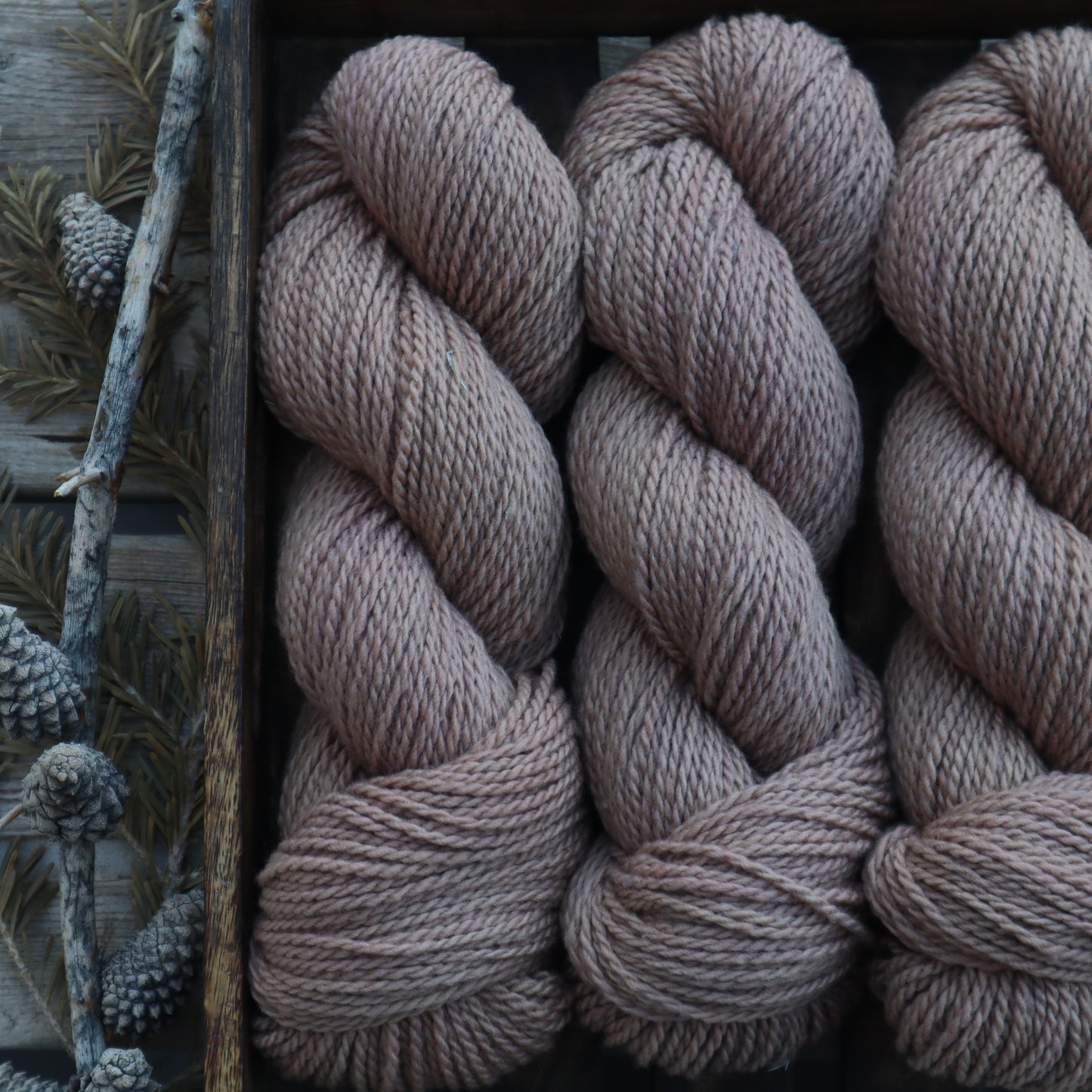 Hazelnut (PRE-ORDER)