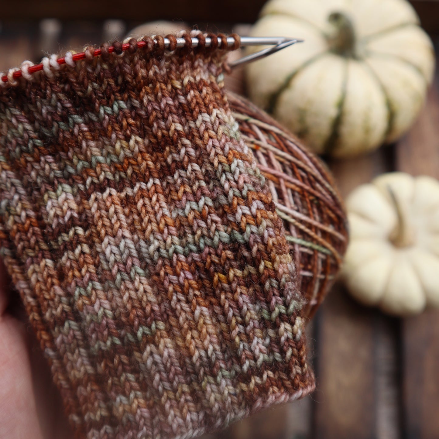 Heirloom Pumpkins  (Bighorn)